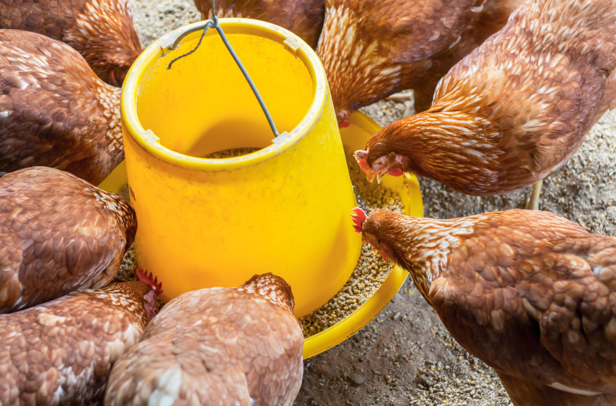 Poultry Feeding Guide